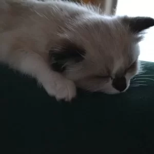 Ragdoll kitten