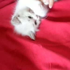 Ragdoll kitten