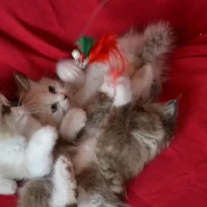 Ragdoll kitten