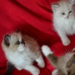 Ragdoll kitten
