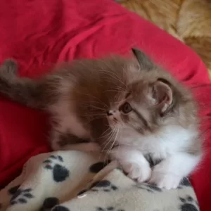 Ragdoll kitten