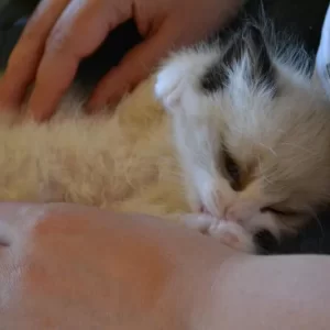 Ragdoll kitten