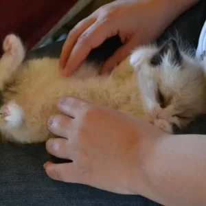 Ragdoll kitten