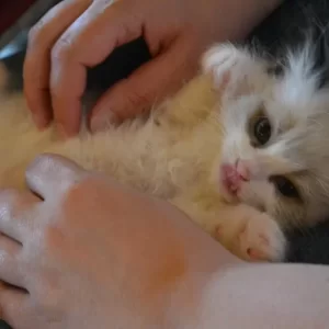 Ragdoll kitten