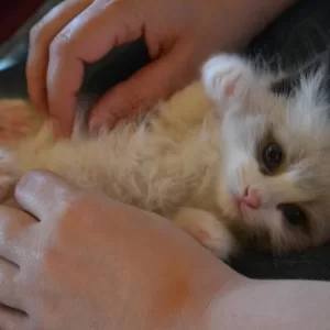 Ragdoll kitten