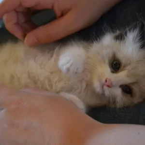 Ragdoll kitten