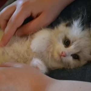 Ragdoll kitten