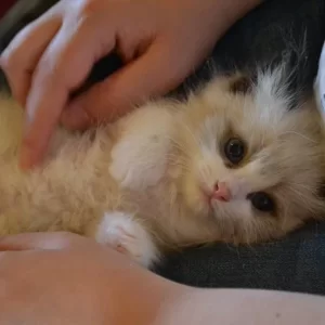 Ragdoll kitten