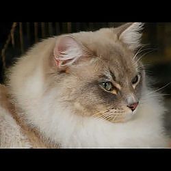 Ragdoll Cats - YouTube