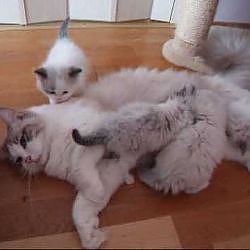 Ragdoll kittens - YouTube