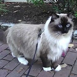 Ugo Chan Ragdoll Cat walking on leash - YouTube