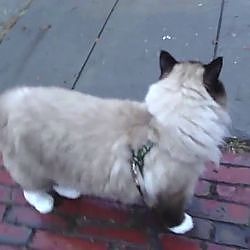 Ragdoll cat UgoChan walking with dog - YouTube