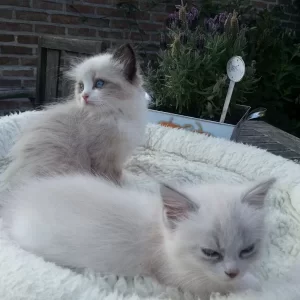 LarsjeenPrimrose1