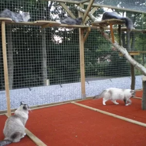 Alle Katten