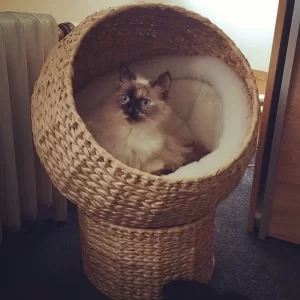 bella