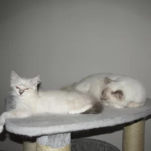 Saphira n Dax 20140809