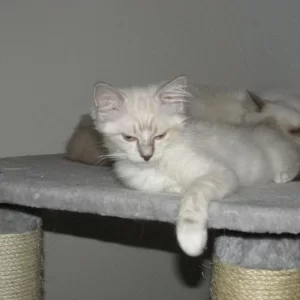 Saphira n Dax 20140809
