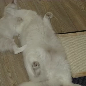 Dax n Saphira 20140814