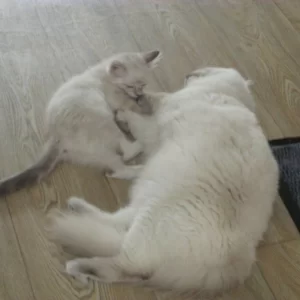 Dax n Saphira 20140814