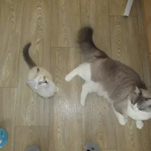 Bones n Saphira 20140814