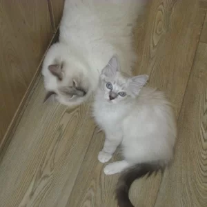 Dax n Saphira 20140814