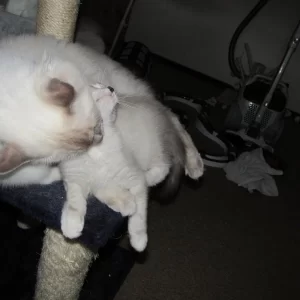 Dax n Saphira 20140814