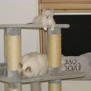 Dax n Saphira 20140814
