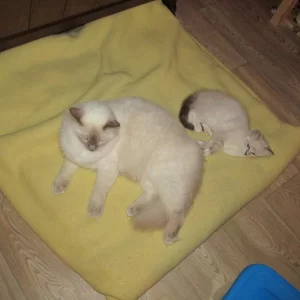 Dax n Saphira 20140815