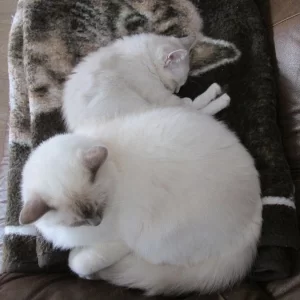 Dax n Saphira 20140819