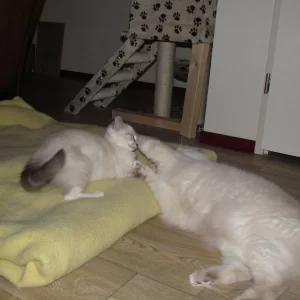 Dax n Saphira 20140826