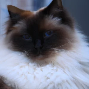 Beauty Cat