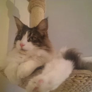 Loki