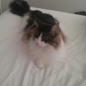 Loki