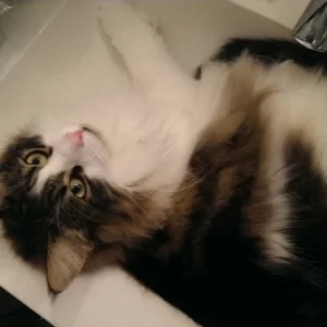 Loki