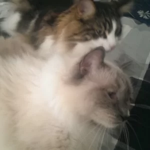 Icarus en Loki