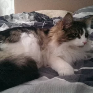 Loki