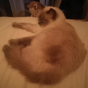 Angelica