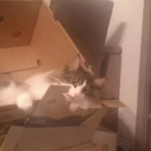 Loki