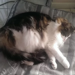 Loki
