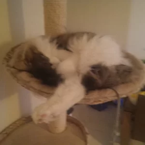 Loki