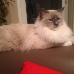 Icarus