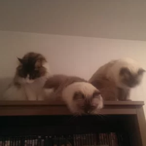 Loki, Icarus en Angelica