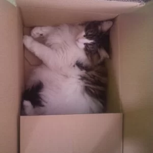 Loki