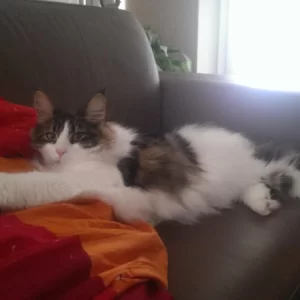 Loki