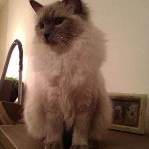 Angelica