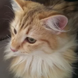 Queeny