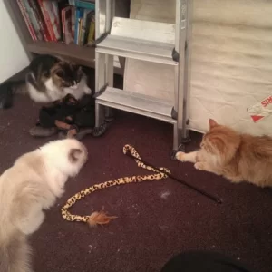 Queeny, Loki en Angelica