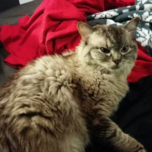 Hope - Ragdoll