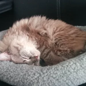 Hope - Ragdoll