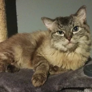 Hope - Ragdoll